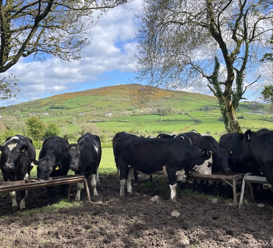 Factory quotes: Cattle price offers back 10c/kg this week