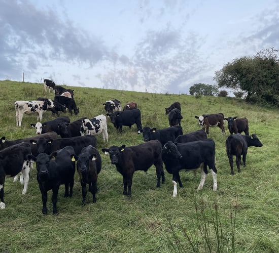 National cattle herd falls by 400,000 head in 24 months