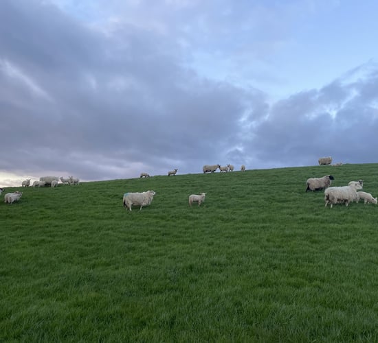 Sheep: Factors to consider with ewes and lambs at grass