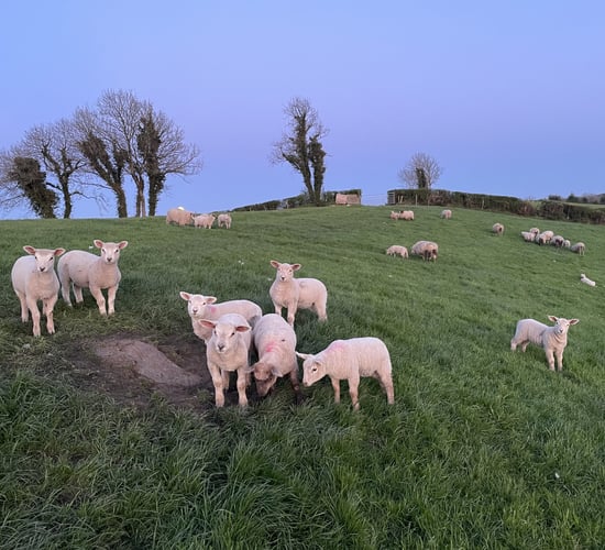 Sheep trade: Lamb prices firm as cull ewes reach €5.75/kg