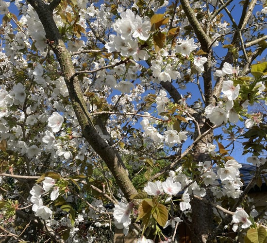 Met Éireann: Dry with plenty of sunshine over the weekend