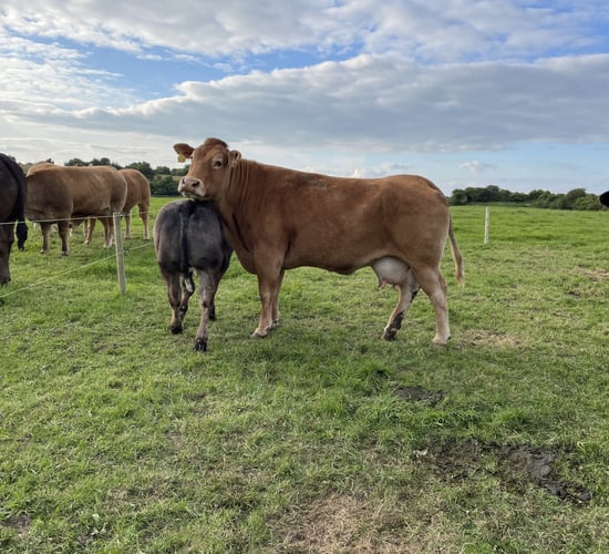 AI or stock bull: Factors to consider for suckler farmers