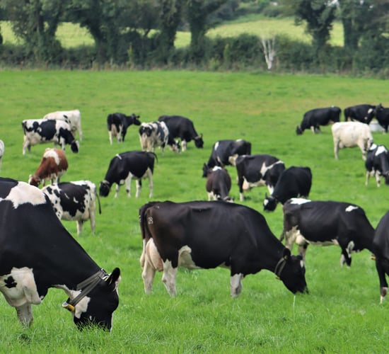 Making calving more compact in Co. Westmeath