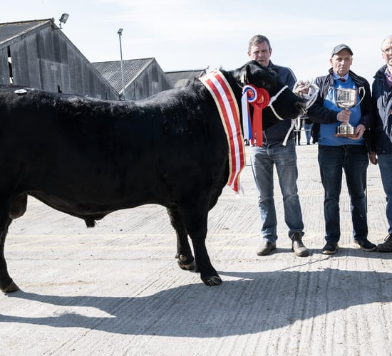 Bulls average €4,430 at Munster Angus Breeders sale
