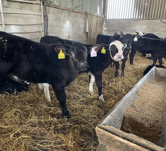 ABP Demo Farm: Calf rearing, yearling cattle, and grass update