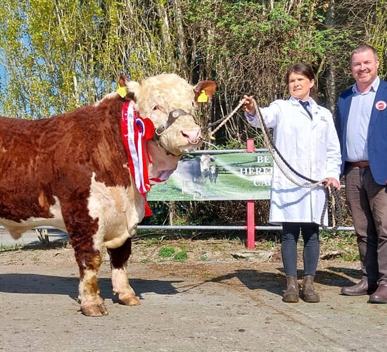 Hereford bulls average €4,444 at show and sale in Nenagh