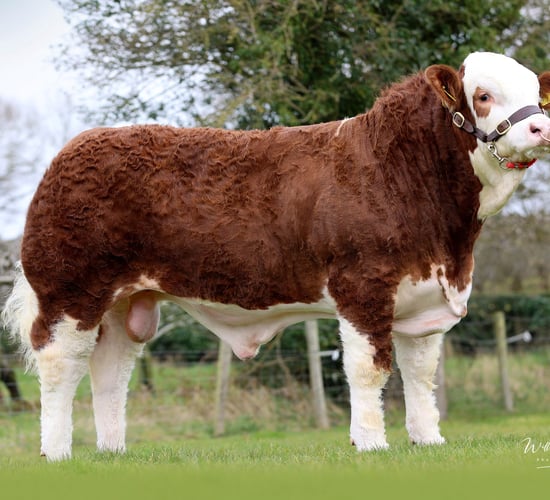 Tyrone herd sells Simmental bull to Scotland for £22,000