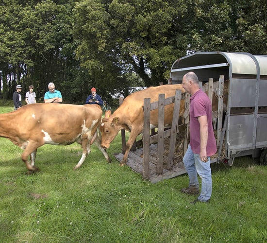 Financial losses force dairy farm to close on Sark island