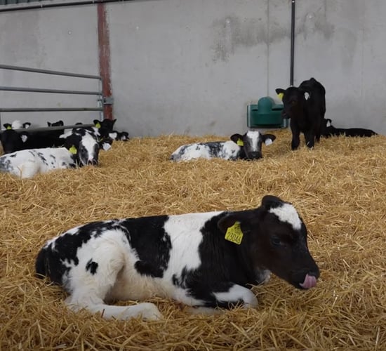 Driving dairy-beef success: genetics that deliver for the Long family