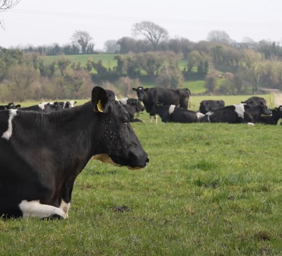 Maximising beef value from the dairy herd