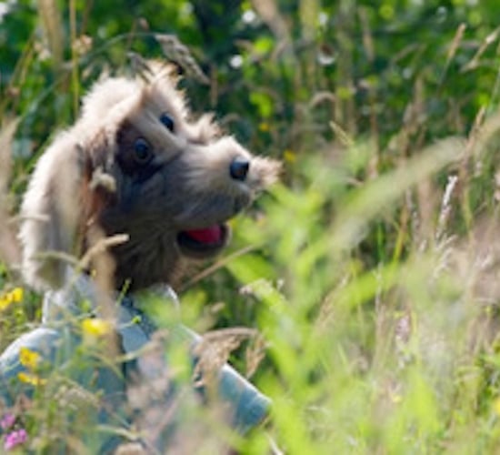 Mayo TV company produces series on curious farm dog