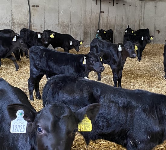 ABP Monitor Farms: Why this farmer is adding rolled oats to calf ration