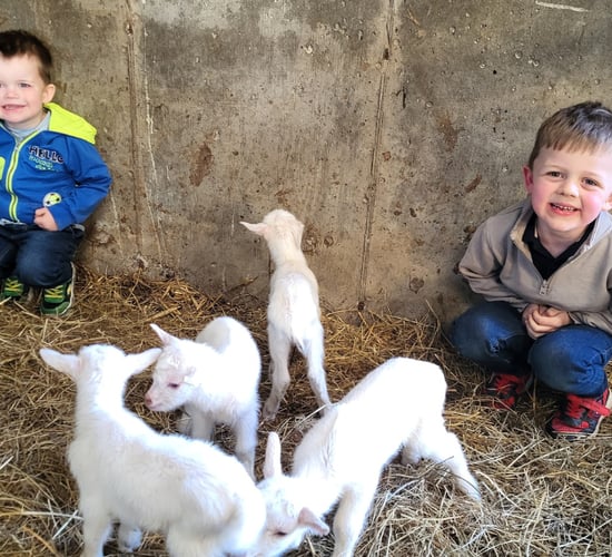 Quadruple joy on Cavan farm as goat gives birth to four kids