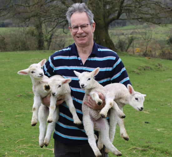 Longford farmer's wooly wonder as ewe gives birth to quadruplets