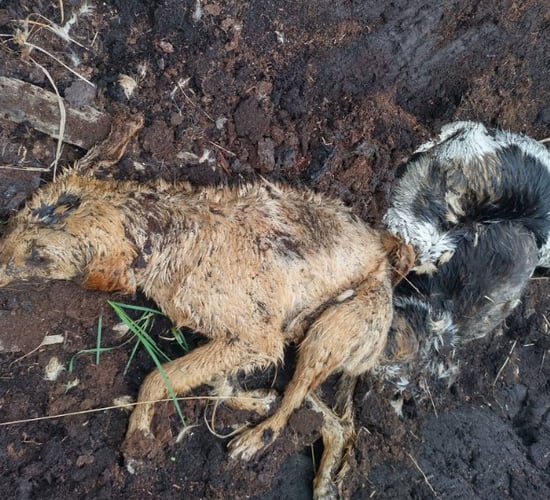 Graphic: Three dogs 'shot and dumped' in Westmeath bog