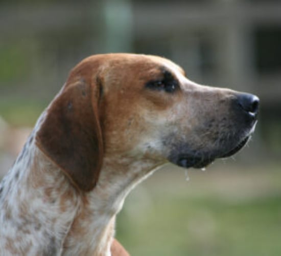 Fermanagh council issues reminder to dog owners amid lambing