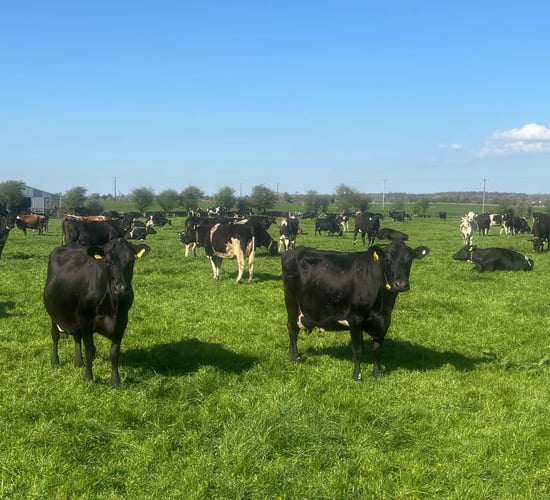 Achieving high conception rates with sexed semen this spring