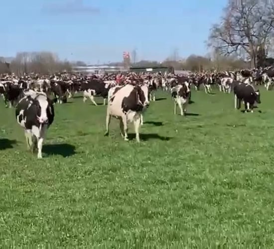 Watch: Cow dance 'koeiendans' marks springtime in Netherlands