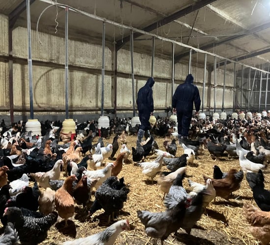 Watch: Farmer turns backyard poultry project into growing business