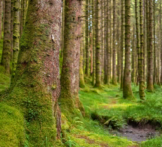 Climate council: Incentives needed to increase tree planting