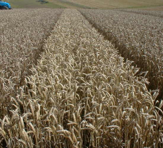 Tillage: Update on winter cereals management
