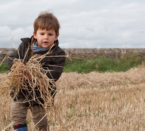 NI family farms could face 'significant tax liabilities' - accountants