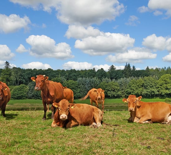 ICMSA accuses factories of using 'mind games' to reduce cattle prices