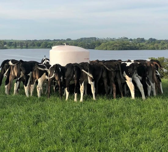 Heifer targets: What weight should heifer calves be at weaning?