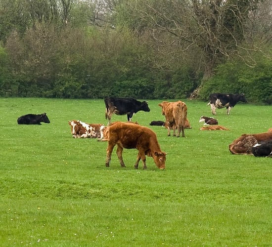 CSO: Cattle prices up 40% in year to March