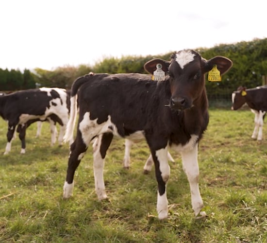 Season-long parasite control with single injection for cattle