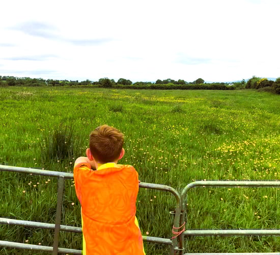 Warmer temperatures and erratic rainfall 'taking a toll' on NI farmers - research 