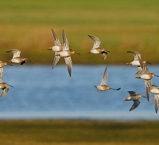 PSNI urges public not to disturb breeding waders