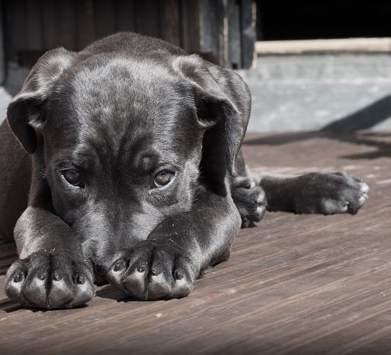 Vets urge pet owners to 'keep those treats to yourself' this Easter