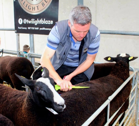 Zwartbles sheep breeders to host open day next Sunday