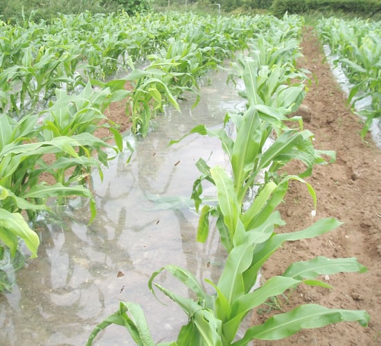 Forage maize crops 'well through the plastic at this stage' - contractor