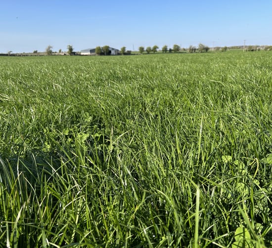 Grass-clover: Key to growing 15t DM/ha and reducing nitrogen