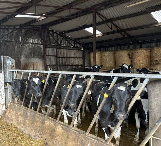 Don't let heifer mastitis compromise the future dairy herd