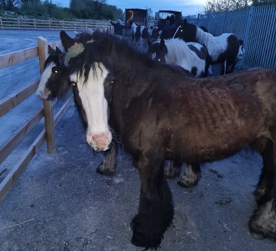 Tipperary gardaí seize 10 horses in Thurles