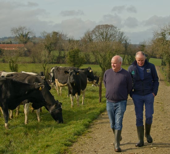 Cows producing 500kg of solids &amp; quality beef calves in Donegal