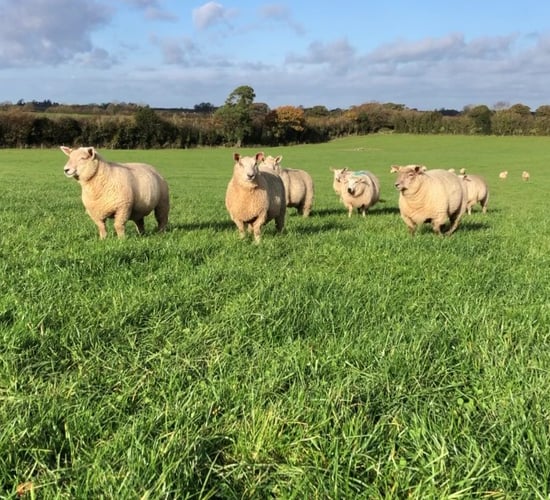 Sheep trade: Another blow dealt to lamb prices this week