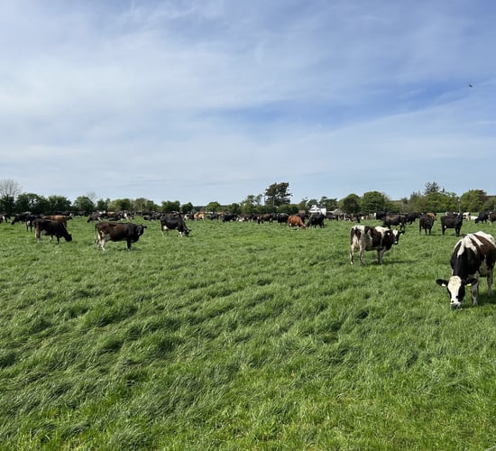 Cows producing 2.5kg milk solids/day on third rotation in Mullingar