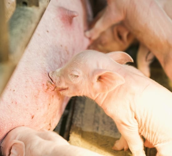 BVA calls for ban on farrowing crates that confine pigs