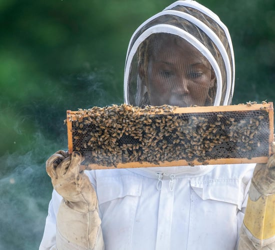 Beekeepers call for coordinated all-Ireland bee inspection service