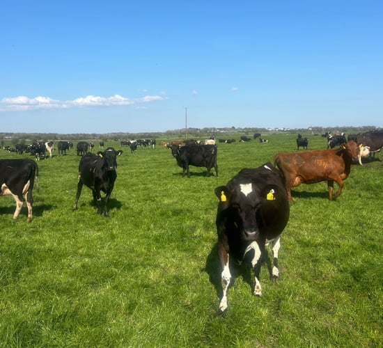 Effects of seasonality and diet quality on enteric methane emissions