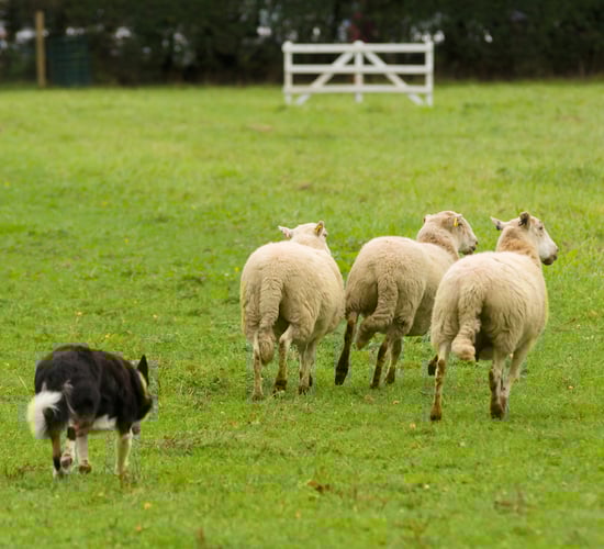 Sheepdog trial to take centre stage at photography event