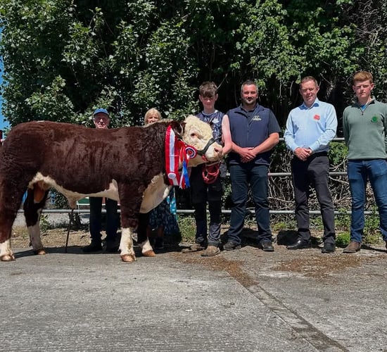 Hereford bulls sell to top price of €6,100 at Nenagh sale