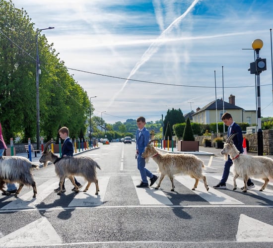 Goats a catalyst for change in Co. Carlow