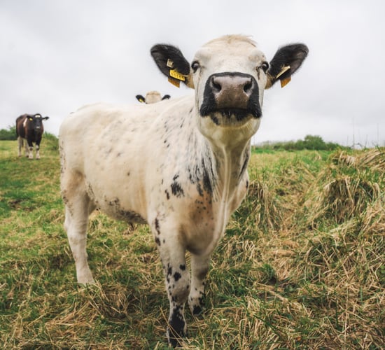 Shannon Airport launches cattle-grazing initiative