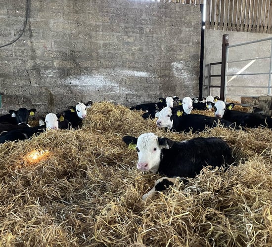 Hereford dairy-beef progeny trial on ABP Demo Farm