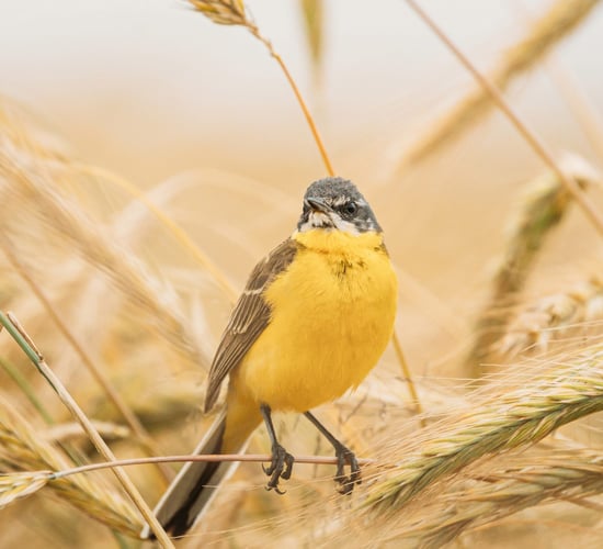Want to identify a bird? There's an app for that
